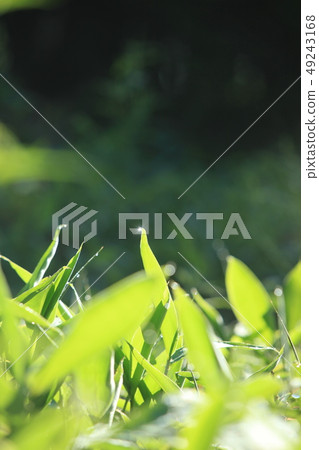 Morning forest 49243168