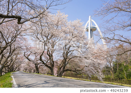 138 Tower Park and Sakura 138 Tower Park and Sakura 49243239