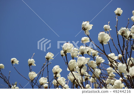 White magnolia shining in the spring blue sky 49244216