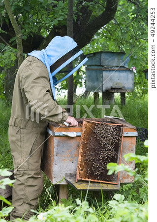beekeeper working beekeeper working 49244253