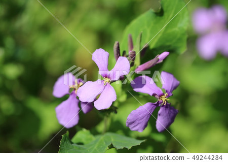  紫色強姦（Murasaki Hanana） 49244284