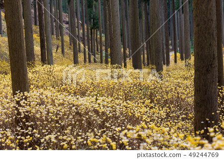 Buttock Mitsumata集團布 49244769