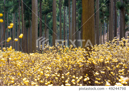 Buttock Mitsumata集團布 Buttock Mitsumata集團布 49244798