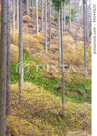 Buttock Mitsumata group cloth Buttock Mitsumata group cloth 49244820