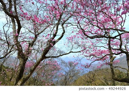 紅色棕櫚Otsutsujijiri在日光山開花 紅色棕櫚Otsutsujijiri在日光山開花 49244926