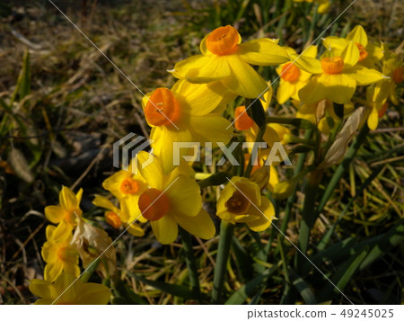 Kizuysen Kizuysen 49245025