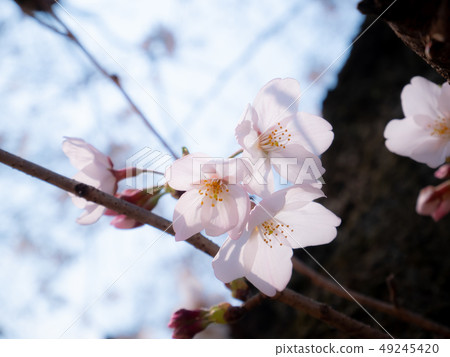 Flowering cherry blossoms background of blue sky and trunk b 49245420