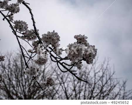 Flower blooms cherry blossoms bloom overcast Flower dead tree background a granular feeling Flower blooms cherry blossoms bloom overcast Flower dead tree background a granular feeling 49245652