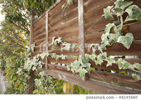 Hedera helix ivy plant gardening hobby Hedera helix ivy plant gardening hobby 49245660