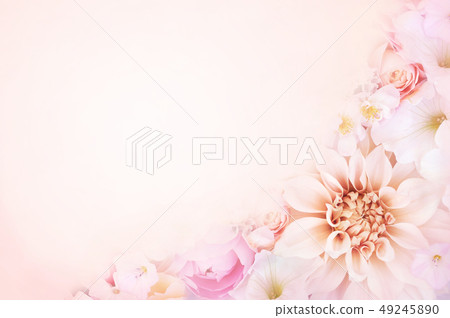 Pink dahlia blossoming flowers background Pink dahlia blossoming flowers background 49245890