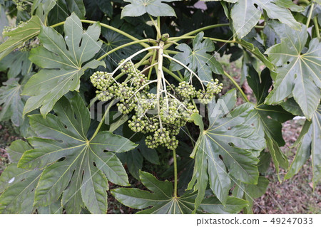 Octagonal Octagonal 49247033