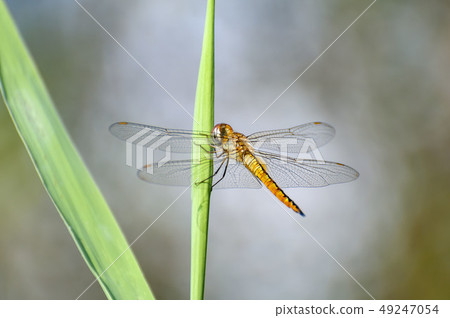 Ushubitimbo 49247054