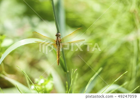 Ushubitimbo Ushubitimbo 49247059