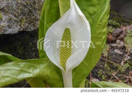 臭鼬白菜 臭鼬白菜 49247218