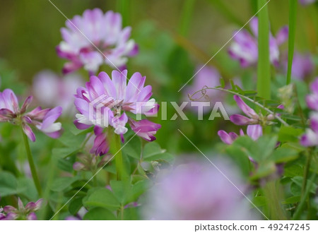 Renge Renge 49247245