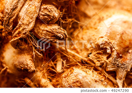 Close up of celeriac celery root Apium graveolens Close up of celeriac celery root Apium graveolens 49247290