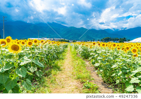 向日葵和藍天[長野縣] 49247336