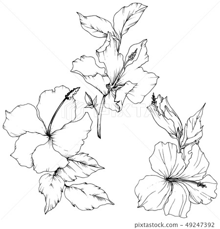 Vector Hibiscus floral botanical flower. Black and white engraved ink art. Isolated hibiscus Vector Hibiscus floral botanical flower. Black and white engraved ink art. Isolated hibiscus 49247392