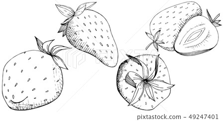 Vector Strawberry healthy food. Black and white engraved ink art. Isolated berry illustration Vector Strawberry healthy food. Black and white engraved ink art. Isolated berry illustration 49247401