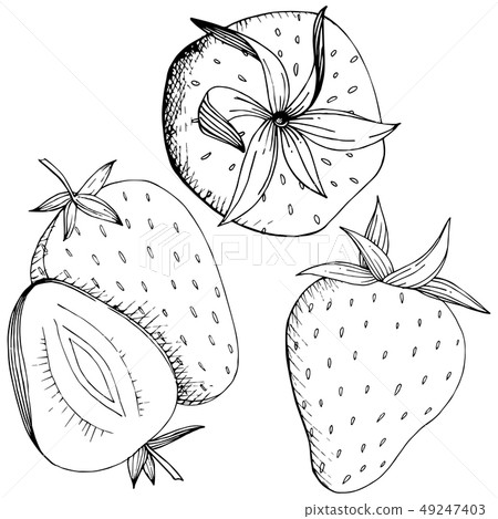 Vector Strawberry healthy food. Black and white engraved ink art. Isolated berry illustration Vector Strawberry healthy food. Black and white engraved ink art. Isolated berry illustration 49247403