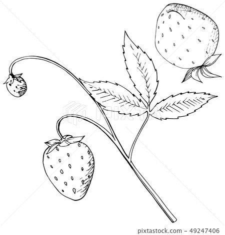 Vector Strawberry healthy food. Black and white engraved ink art. Isolated berry illustration Vector Strawberry healthy food. Black and white engraved ink art. Isolated berry illustration 49247406