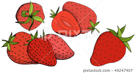 Vector Strawberry healthy food. Red and green engraved ink art. Isolated berry illustration element Vector Strawberry healthy food. Red and green engraved ink art. Isolated berry illustration element 49247407
