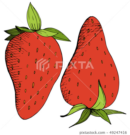 Vector Strawberry healthy food. Red and green engraved ink art. Isolated berry illustration element 49247416