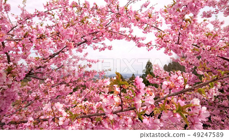 "Sakura" Kawazu Sakura Arch Gunma · Myoyoshi "Sakura" Kawazu Sakura Arch Gunma · Myoyoshi 49247589