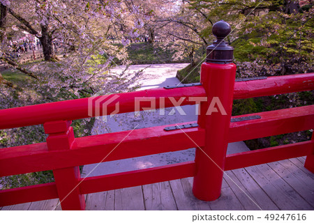 Aomori Hirosaki Castle flower buds Cherry blossom petals floating on a coffin 49247616