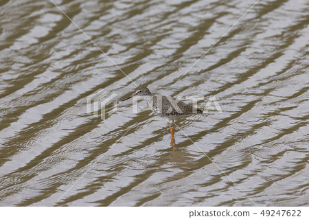Red sea shrimp 49247622