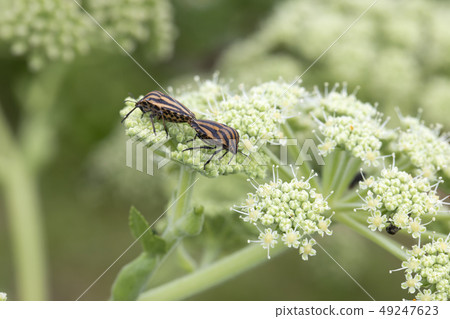 Akushushi Bamboo 49247623