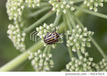 Akushushi Bamboo 49247624