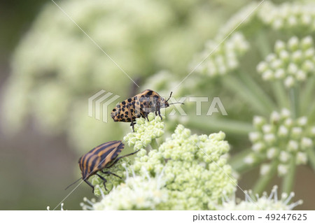 Akushushi Bamboo 49247625