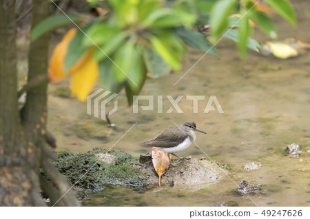 影子你的微笑 49247626