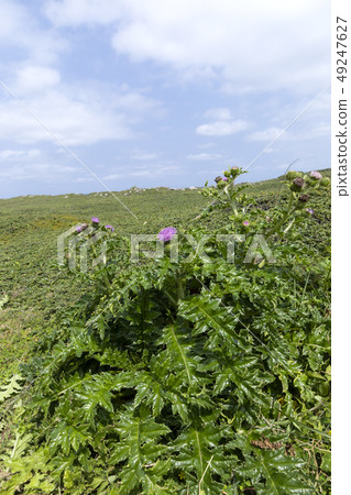 Iriomote薊 49247627