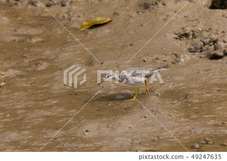 Ki Shishitsugi 49247635