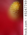 紅色和黃色的花 49247749