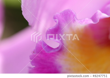 Pink flowers 49247751