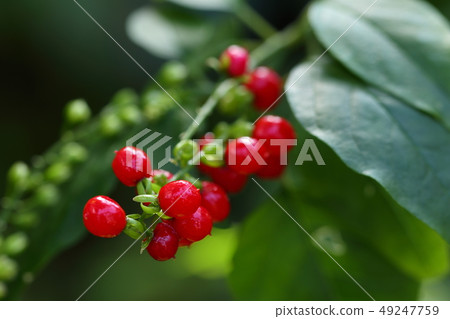 花真紅 花真紅 49247759