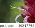 花 49247762