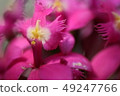花粉紅色 49247766