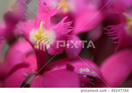 花粉紅色 49247766