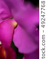 花粉紅色 49247768