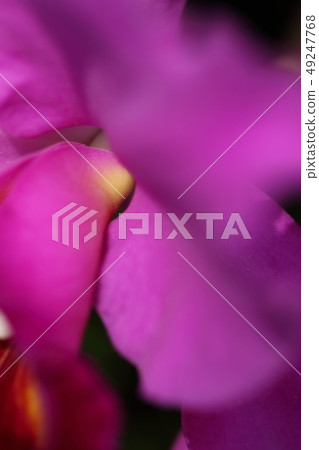 花粉紅色 49247768