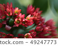 一朵花 49247773