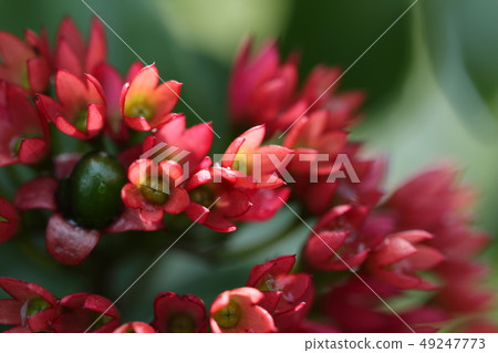一朵花 49247773