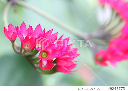 花紅 花紅 49247775