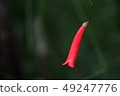 一朵花 49247776