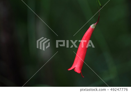 一朵花 49247776