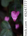 花紫色 49247777